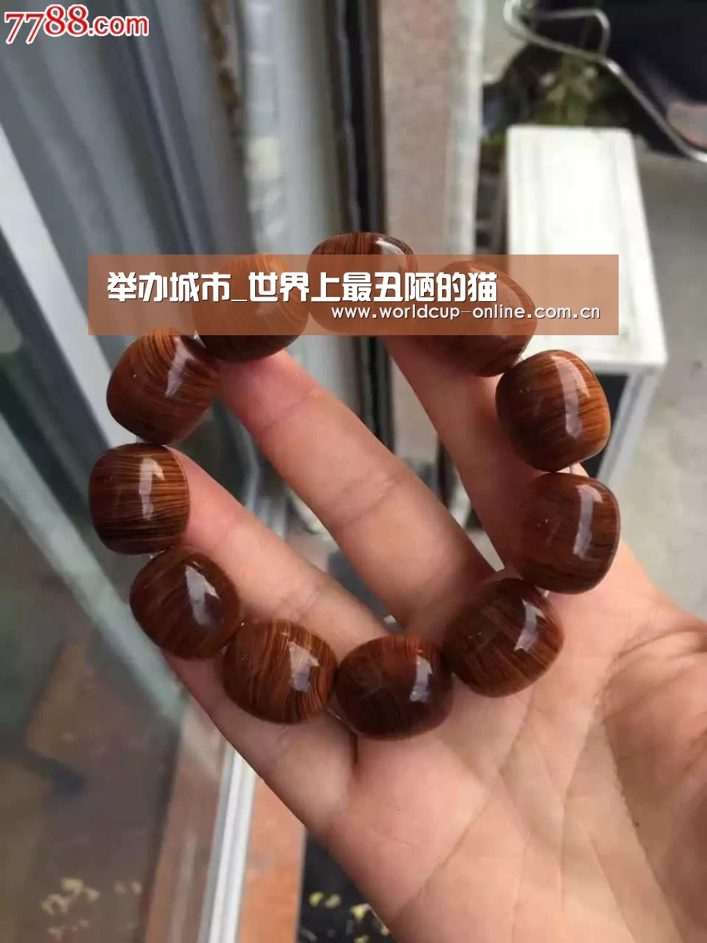 举办城市_世界上最丑陋的猫(图1) 官方动态